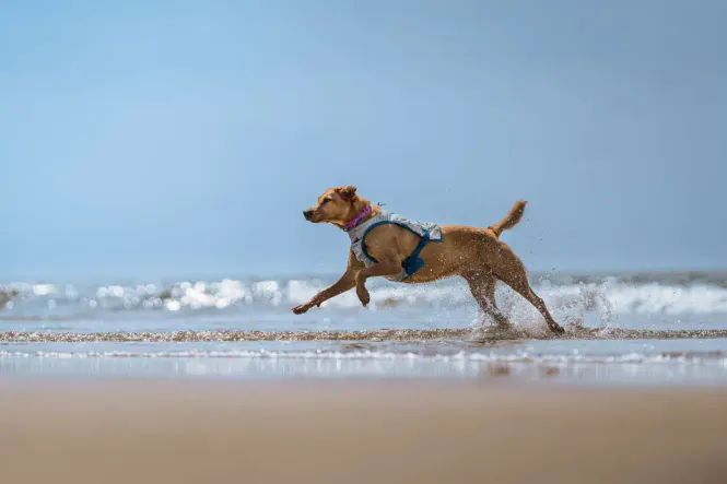 Hovedbillede Non-stop Dogwear Cooling Vest – Kylväst för ...