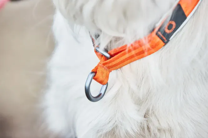 Hovedbillede Non-stop Cruise collar