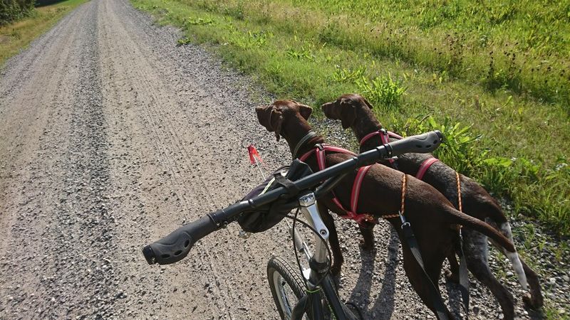 Dragråttan Multisport Dragsele för Hund