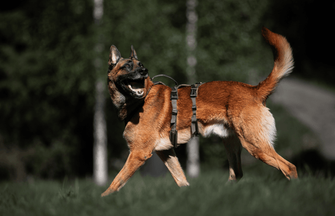 Hovedbillede Non-stop dogwear Line Harness long WD