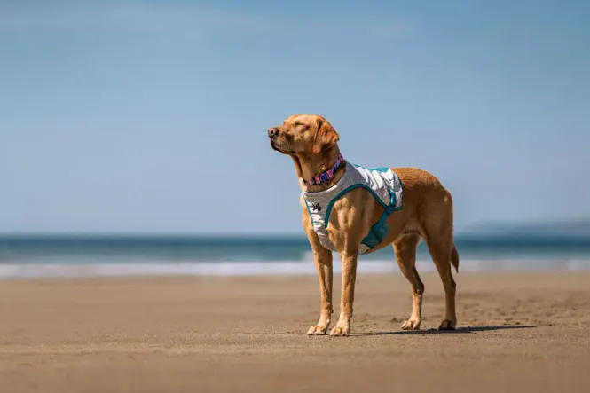 Hovedbillede Non-stop Dogwear Cooling Vest – Kylväst för ...